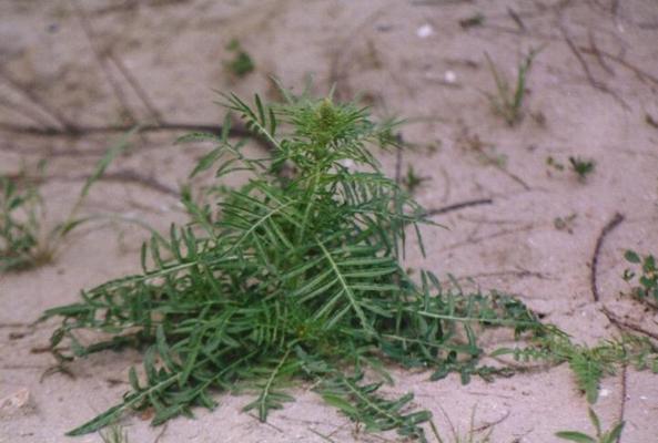 Galactites tomentosa.jpg